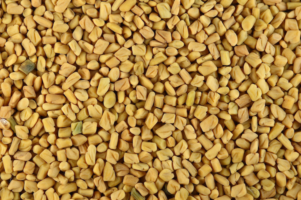 Fenugreek (Trigonella foenum-graecum)