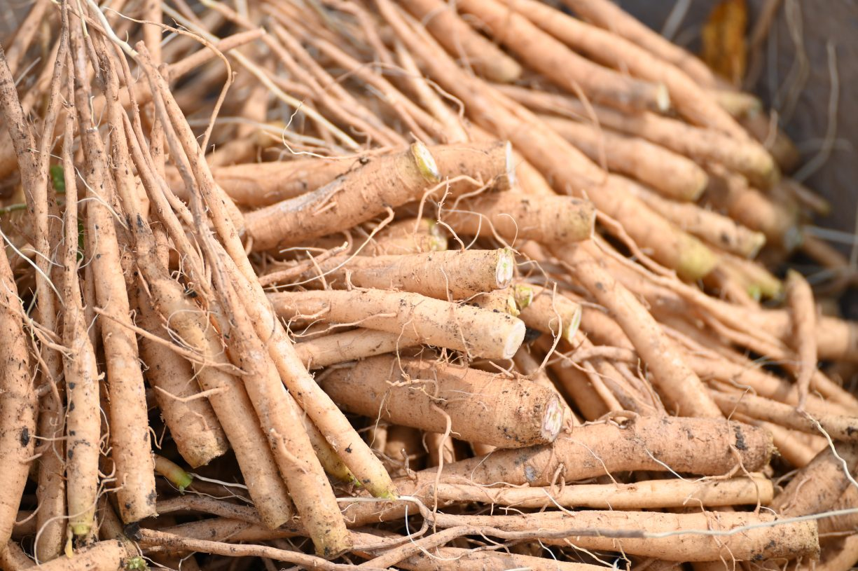 Ashwagandha (Withania somnifera): Stress-Blocker & Thyroid Ally