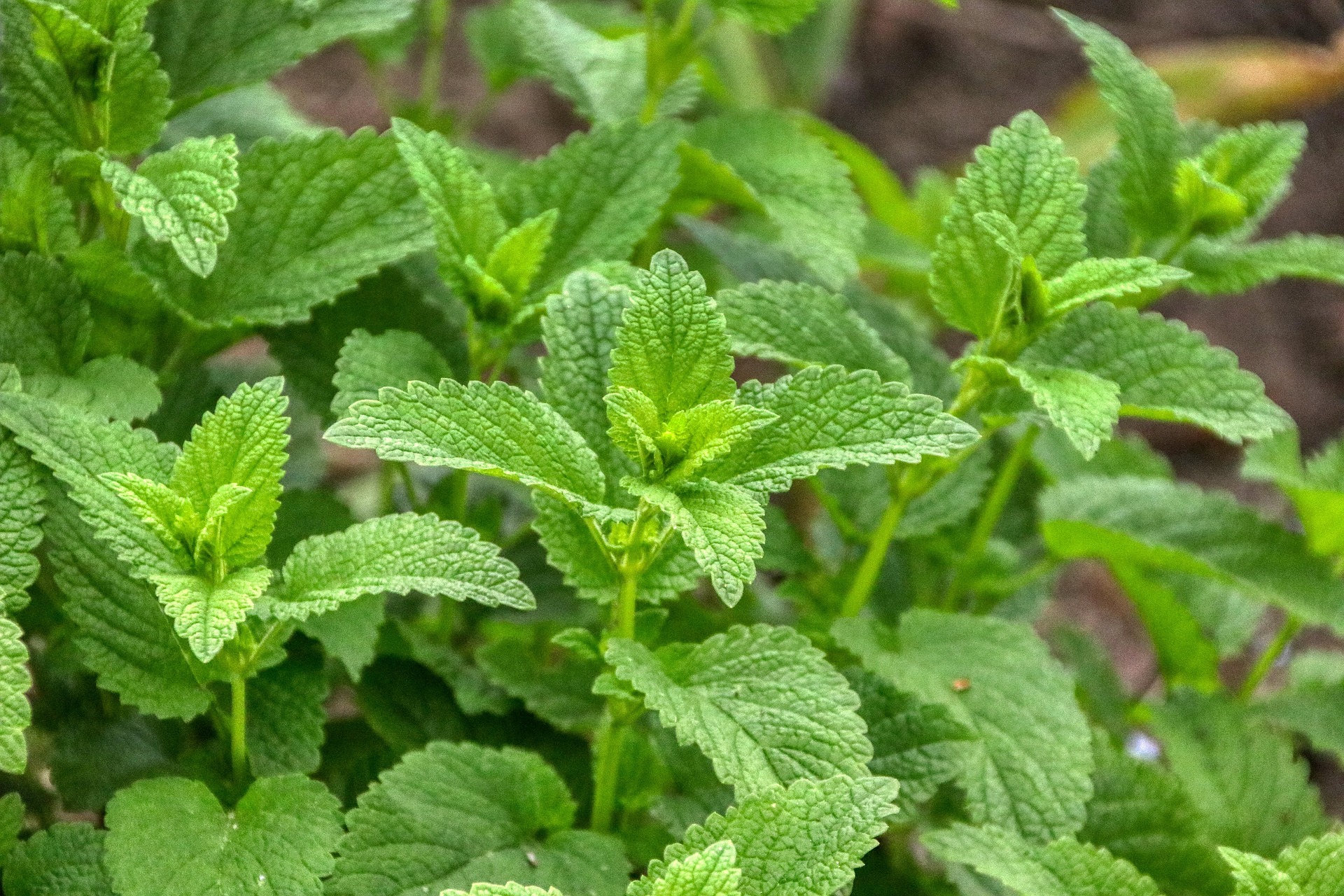 Lemon Balm (Melissa officinalis): GABA Booster for Anxious Cravings